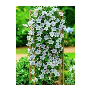 Kwiat  ANIOŁ 36 STAŚ